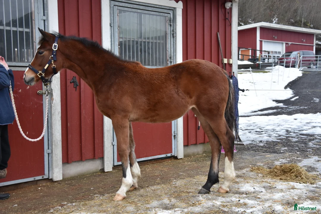 Dressyr hästar till salu: Vackert ungsto för dressyr i Partille - Annons 1