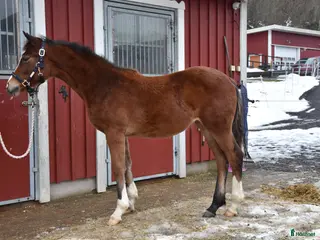 hästar Vackert ungsto för dressyr i Partille - Annons 3