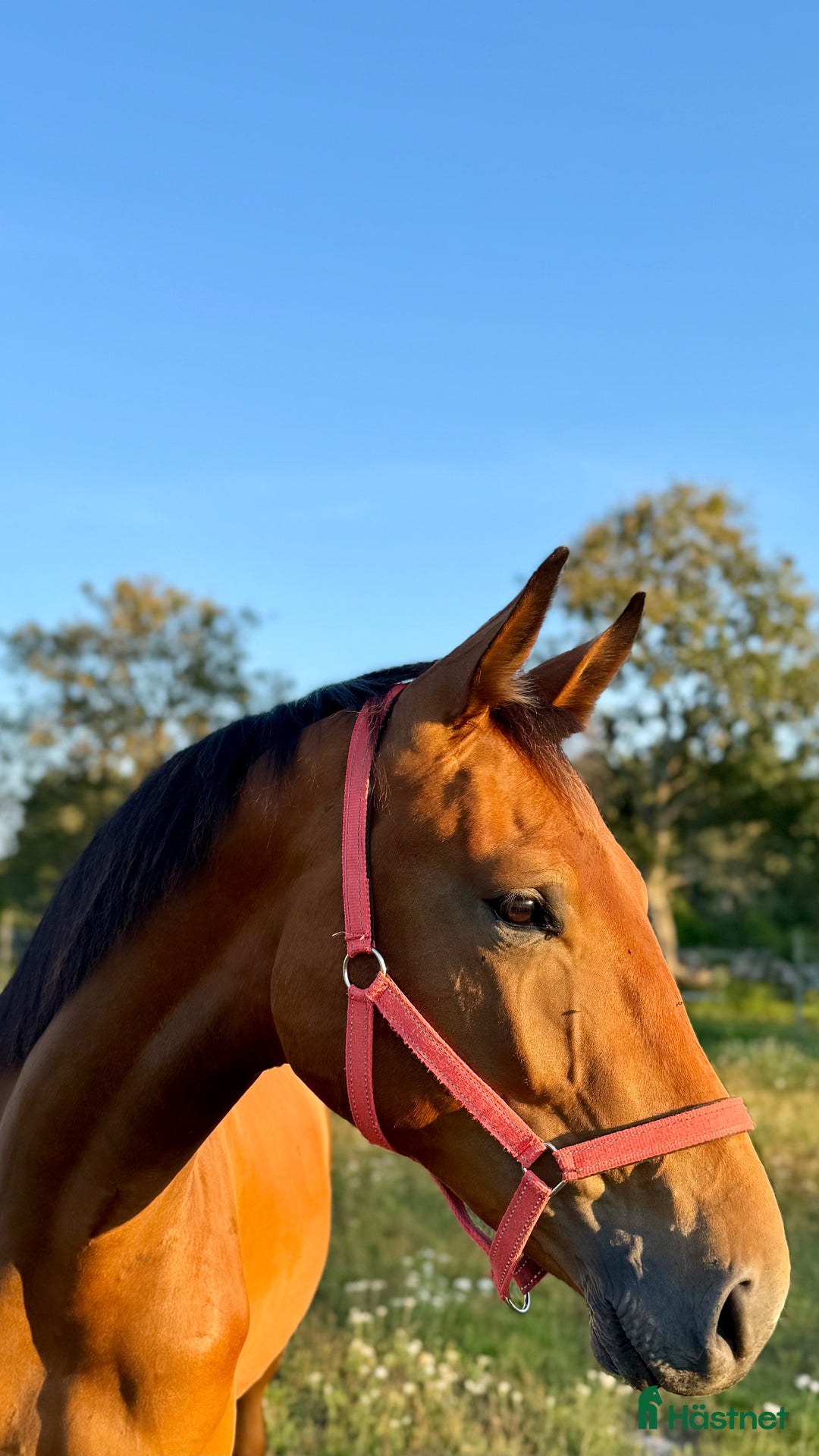 Hoppning hästar till salu: Toppavkomma säljes till seriös tävlingsryttare! i Köpingsvik - Annons 5