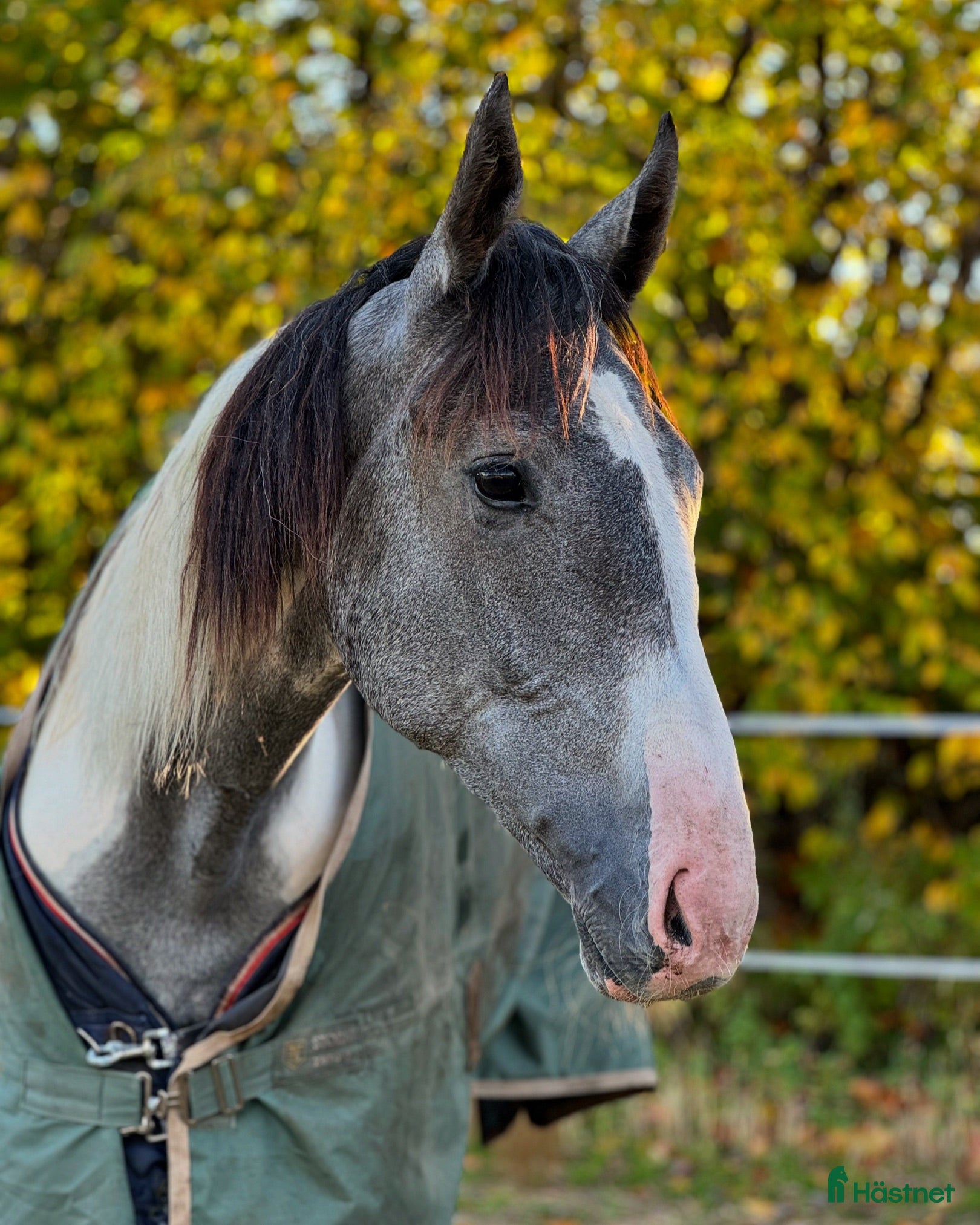  hästar 3 åring valack säljes - Annons 2
