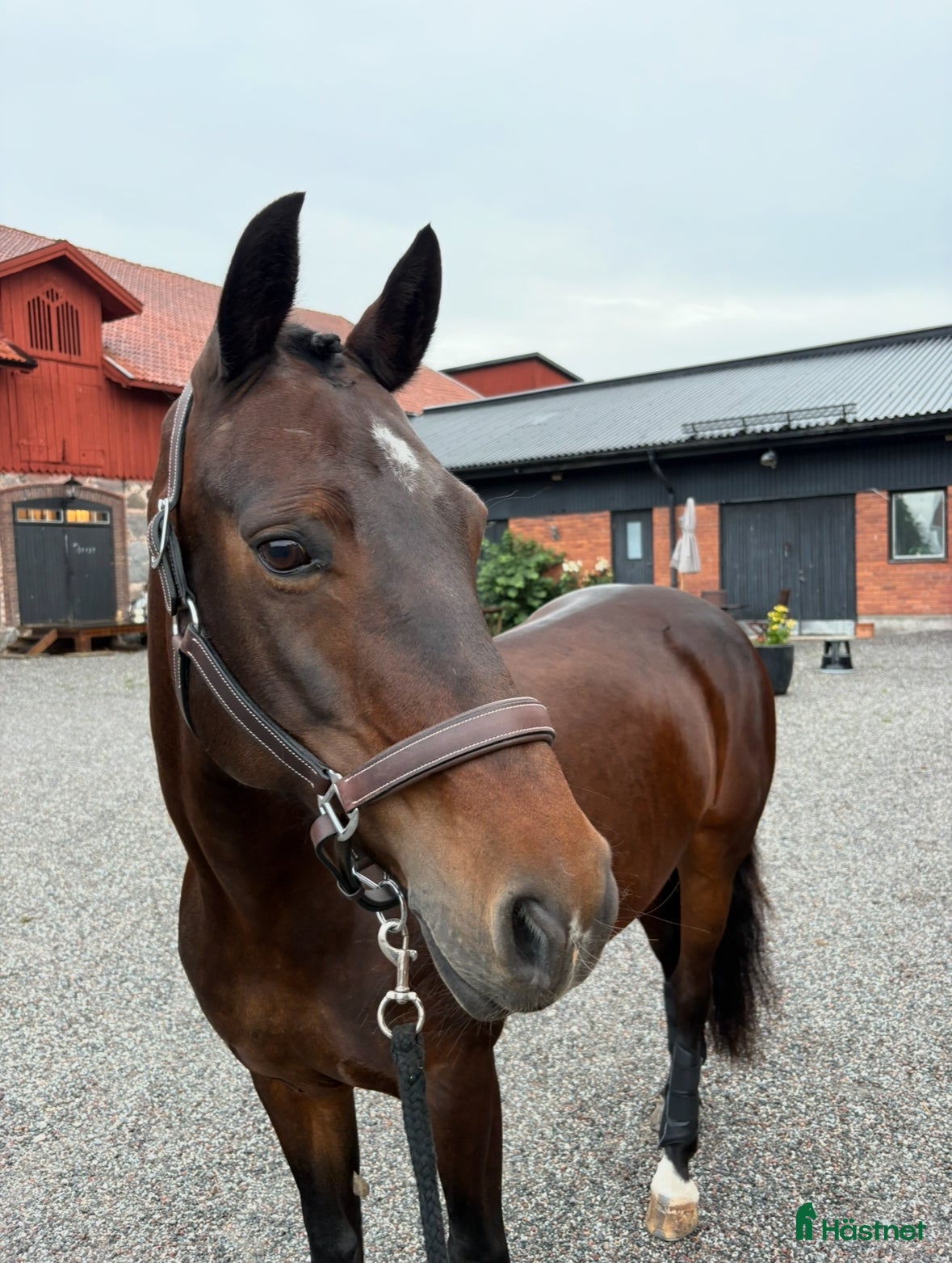  hästar Dressyrponny med utstrålning - Annons 4