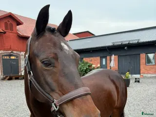 hästar Dressyrponny med utstrålning - Annons 4