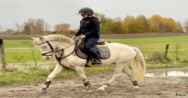  hästar i Västerfärnebo - Annons 2