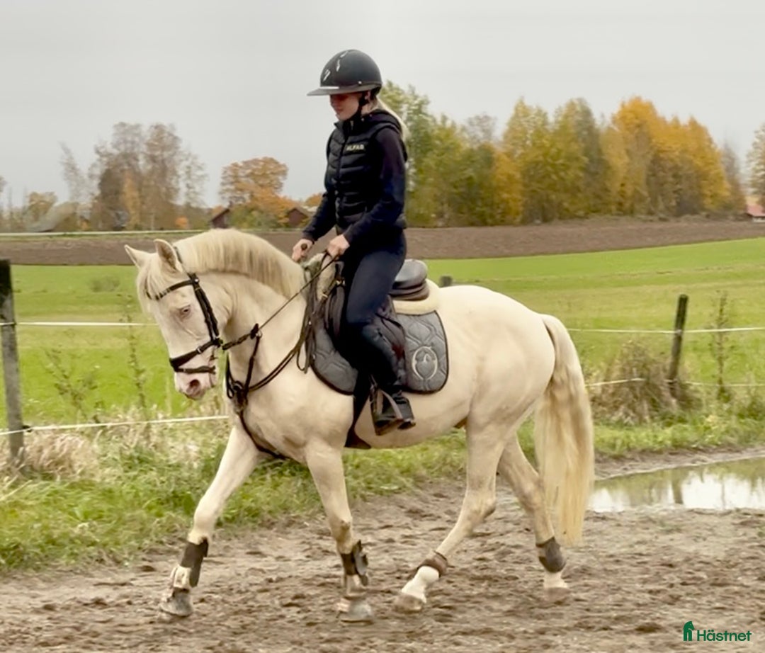 Allround hästar till salu: En riktig blickfångare  i Västerfärnebo - Annons 3