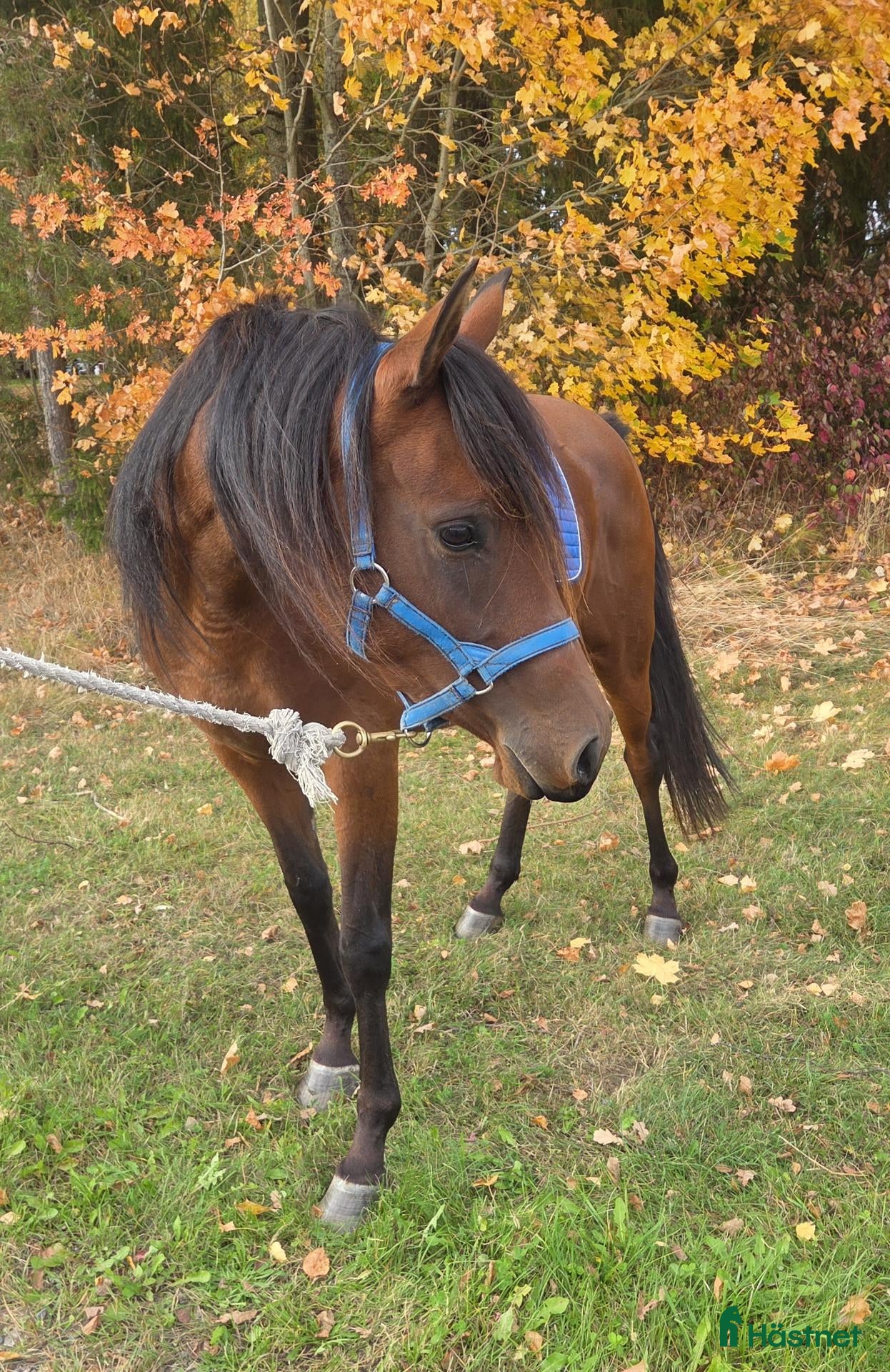  hästar Trevlig unghäst - Annons 1