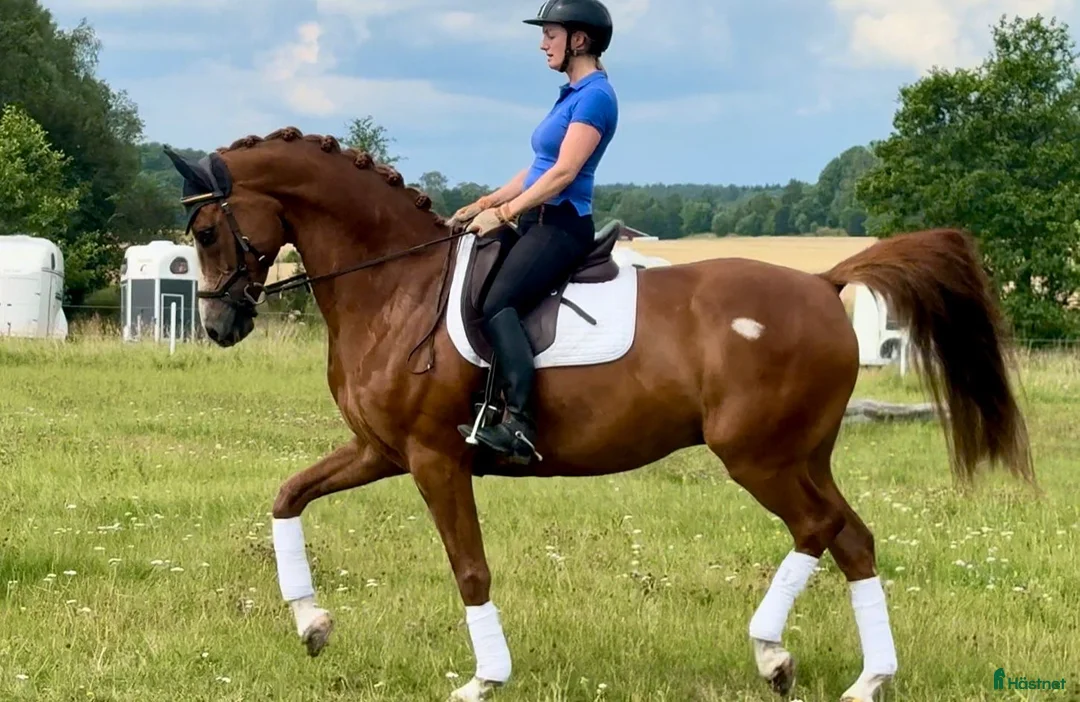 Dressyr hästar till salu: Talangfull, glad och snygg dressyrhäst - Annons 1