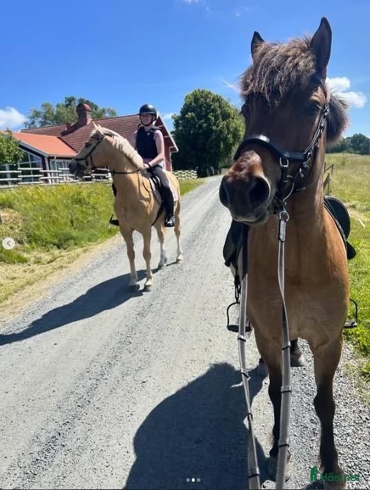  hästar Snäll, känslig och pigg femgångare - Annons 1