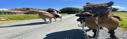 Island hästar till salu: Snäll, känslig och pigg femgångare - Annons 1