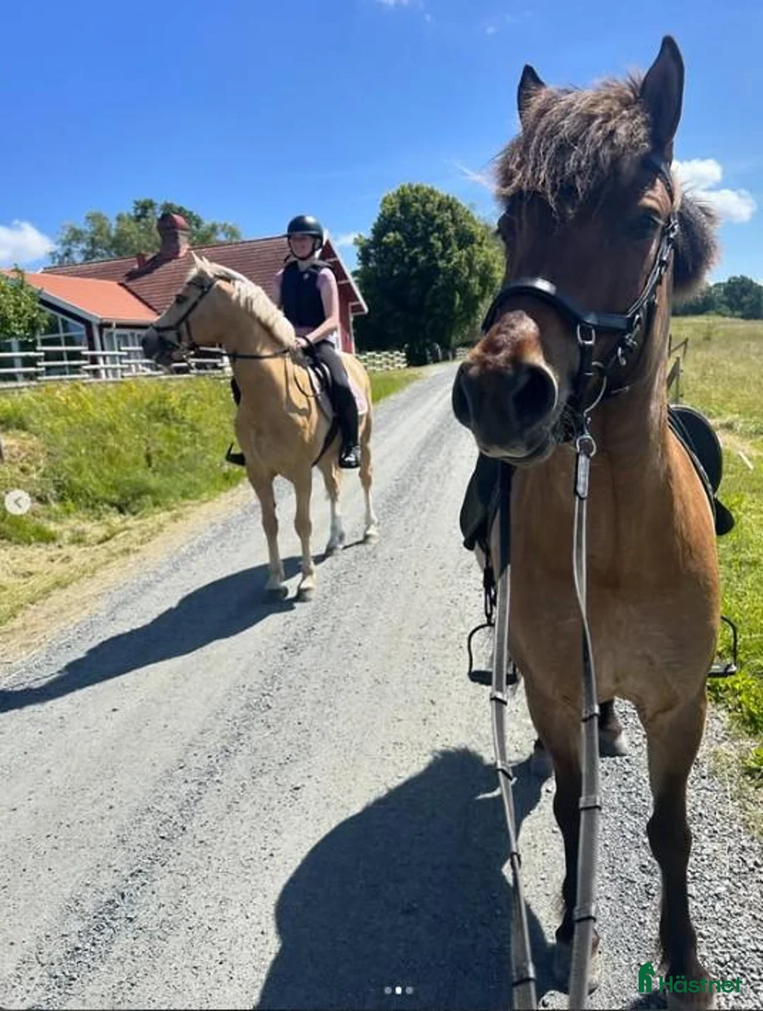 Island hästar till salu: Snäll, känslig och pigg femgångare - Annons 1
