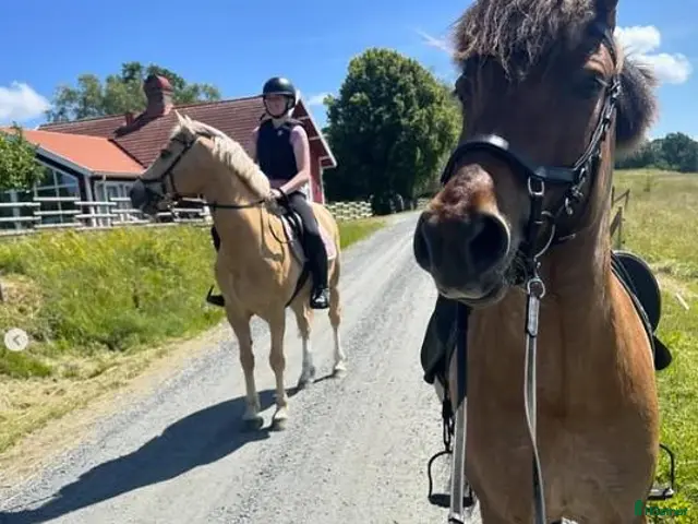 hästar till salu: Snäll, känslig och pigg femgångare - Annons 1