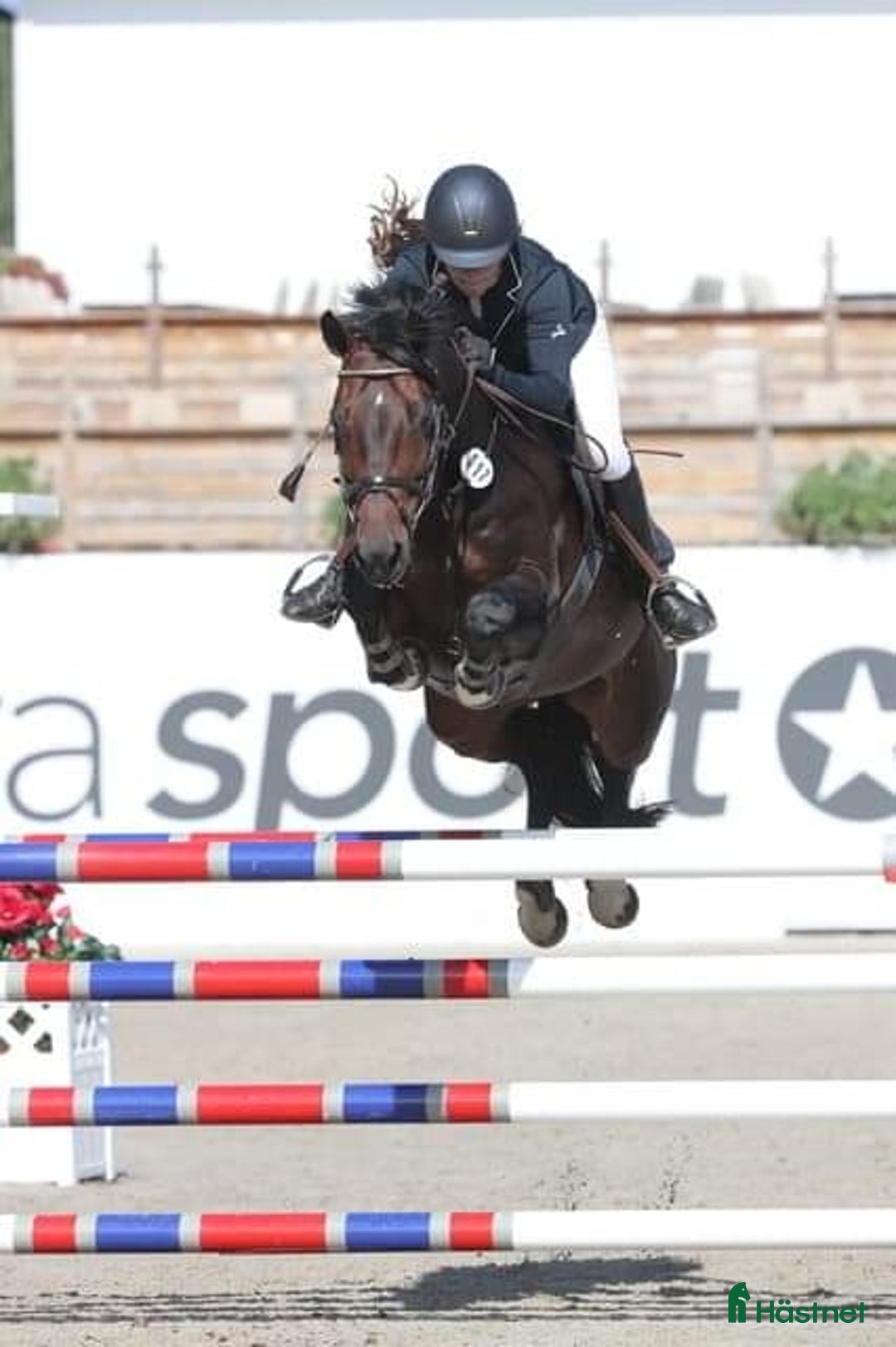 Hoppning hästar till salu: Premieföl i Linderöd - Annons 5