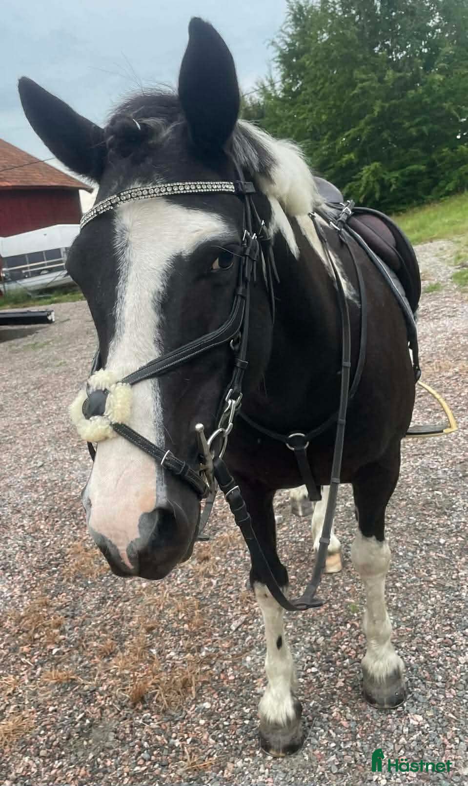  hästar Ponny - Annons 9