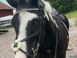 hästar Ponny i Uddevalla - Annons 11