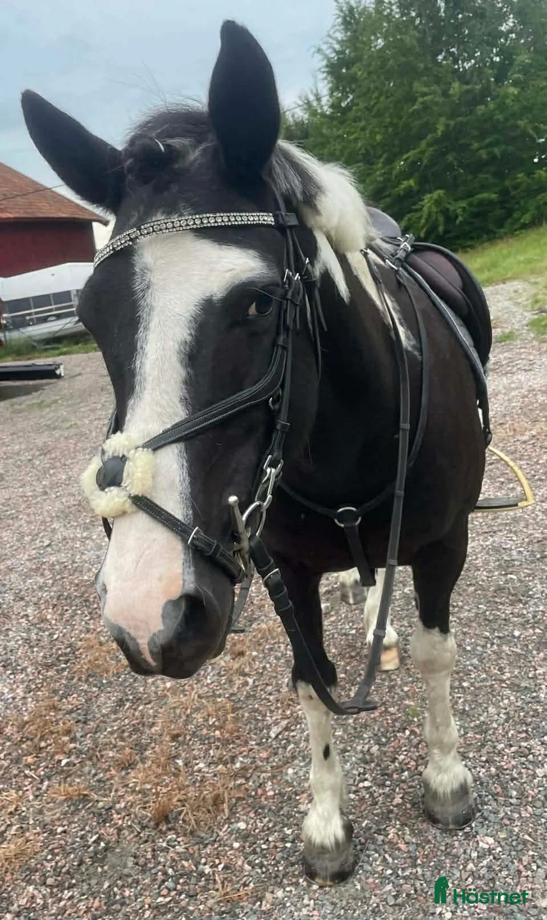 Allround hästar sökes: Ponny - Annons 1