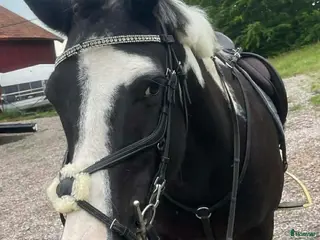 hästar Ponny - Annons 21