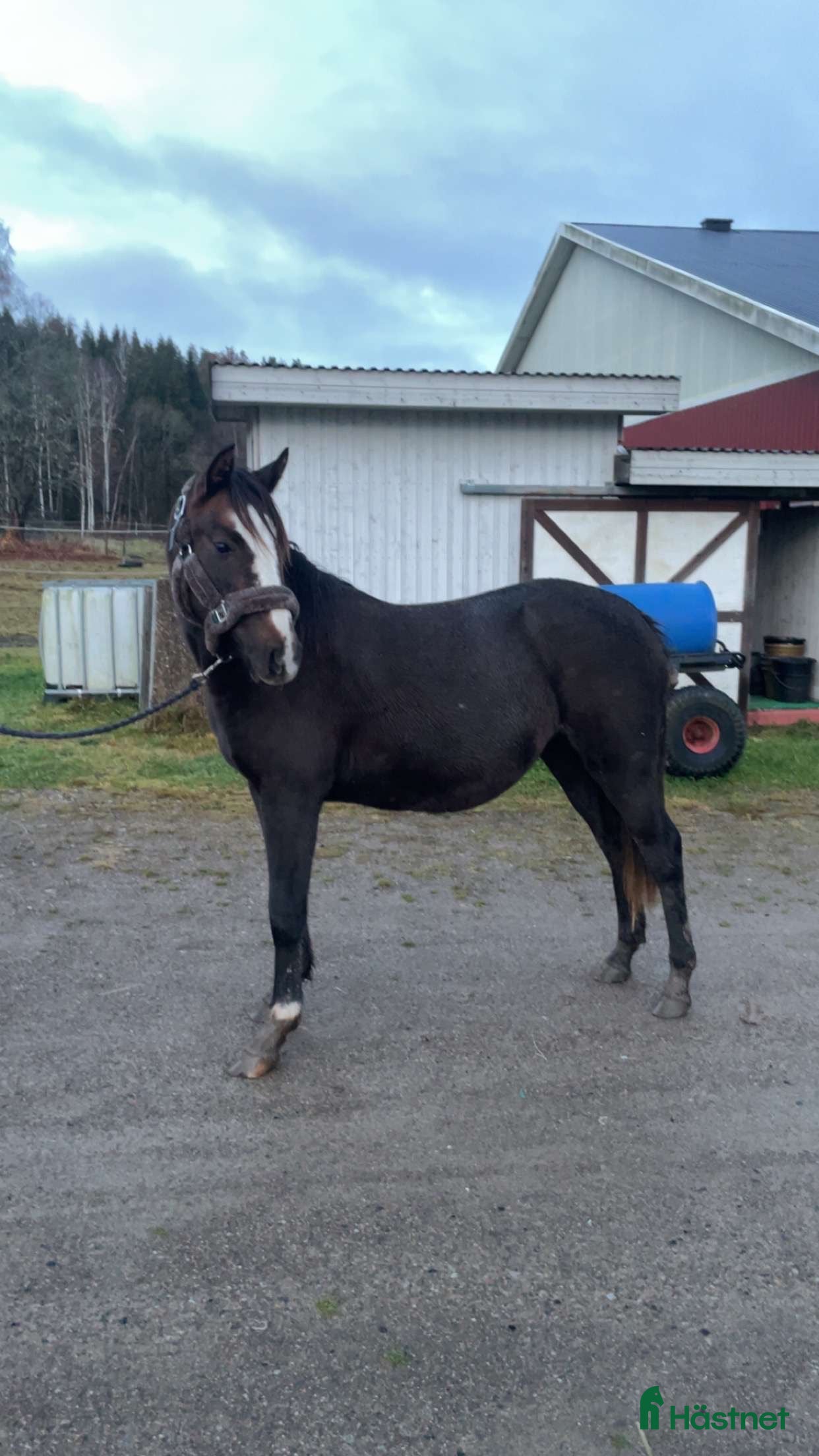  hästar Toppstammad ungponnysto f.-24 i Hedekas - Annons 4