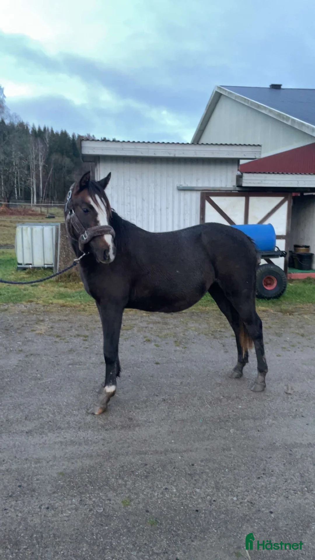 Hoppning hästar till salu: Toppstammade ungponnyston!! -23, -24 i Hedekas - Annons 5