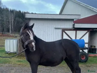 hästar Toppstammad ungponnysto f.-24 i Hedekas - Annons 4