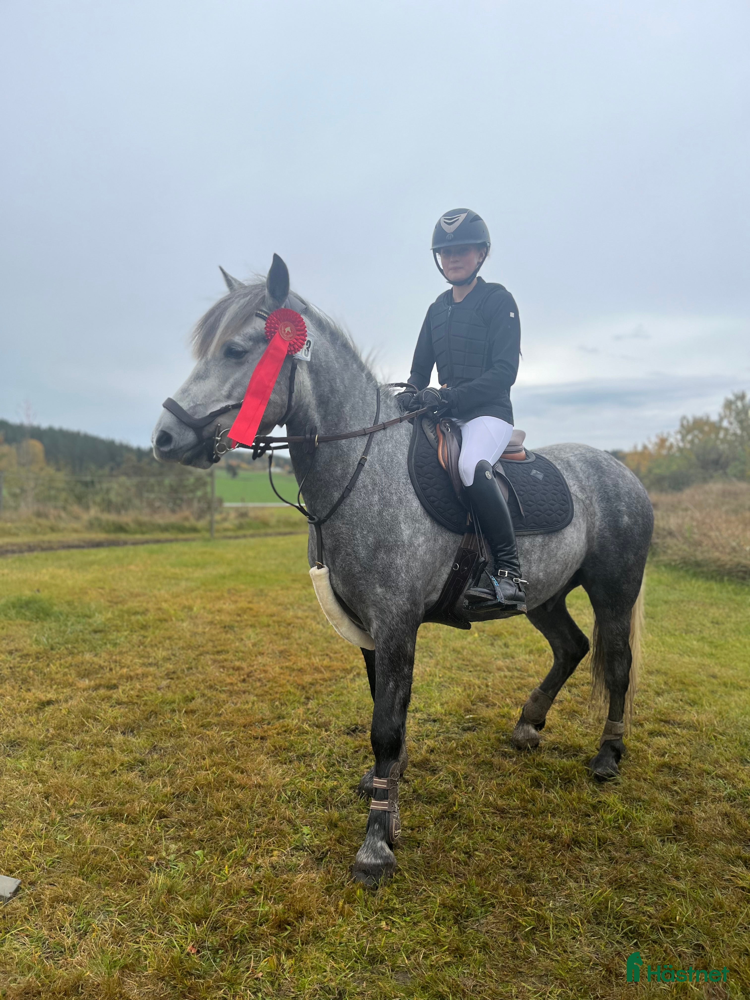  hästar Tävlingskompis och bästa vän  i Skärblacka - Annons 18