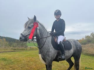 hästar Tävlingskompis och bästa vän - Annons 14