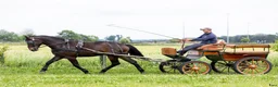 Allround hästar till salu: Premium Allrounder- dressage, driving, jumping - Annons 8