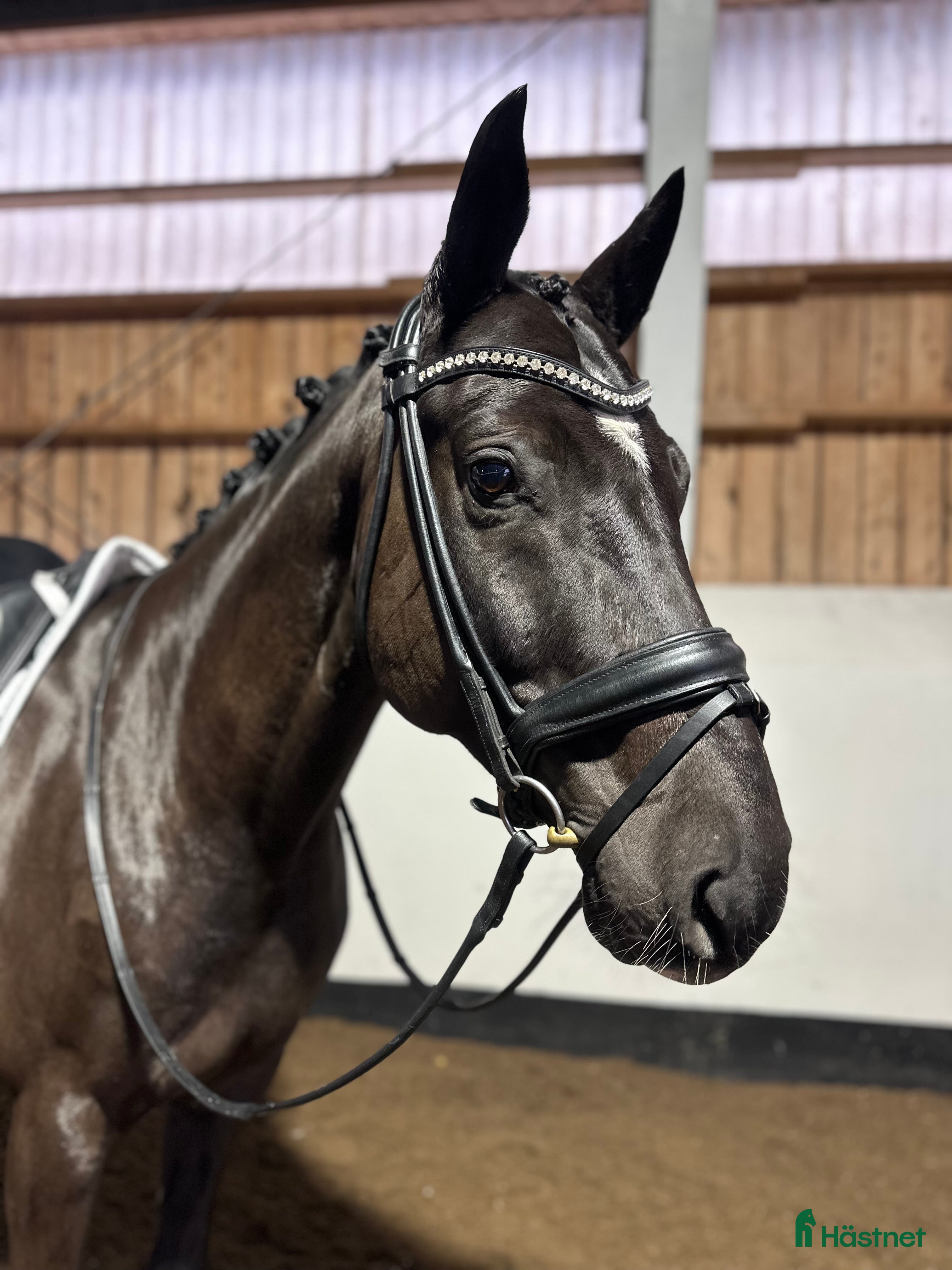  hästar Vacker och uttrycksfull valack  i Sparreholm - Annons 13