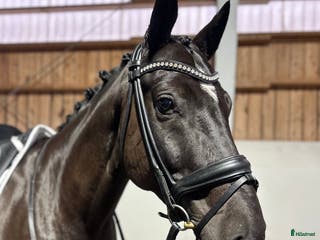 hästar Vacker och uttrycksfull valack i Sparreholm - Annons 13