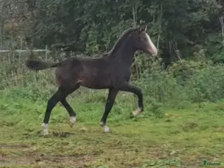 hästar Välstammad Dressyrhingst från Kltbreeding - Annons 1