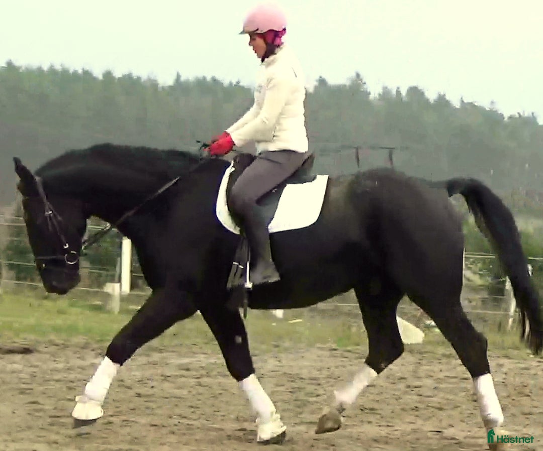 Allround hästar till salu: Fantastic Silesian horse for Christmas time i Örsundsbro - Annons 16