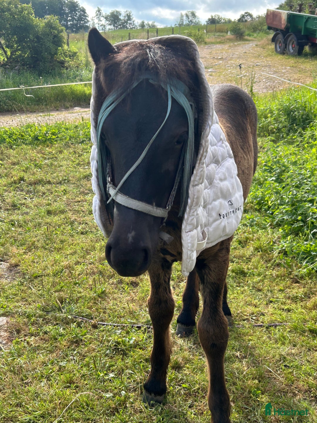 Allround hästar till salu: Allsidig hingstunge i Höör - Annons 2