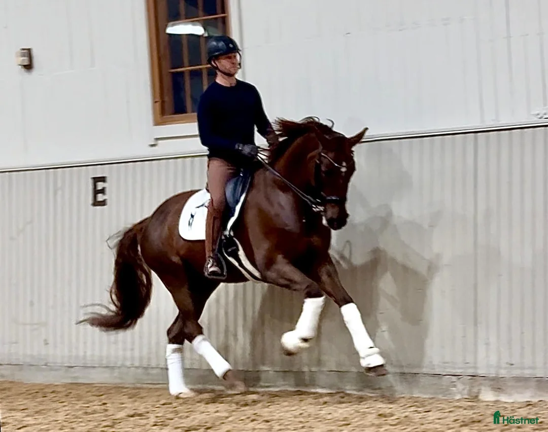 Dressyr hästar till salu: Lovande 7 åring med toppkvalite 🌟 i Bålsta - Annons 2