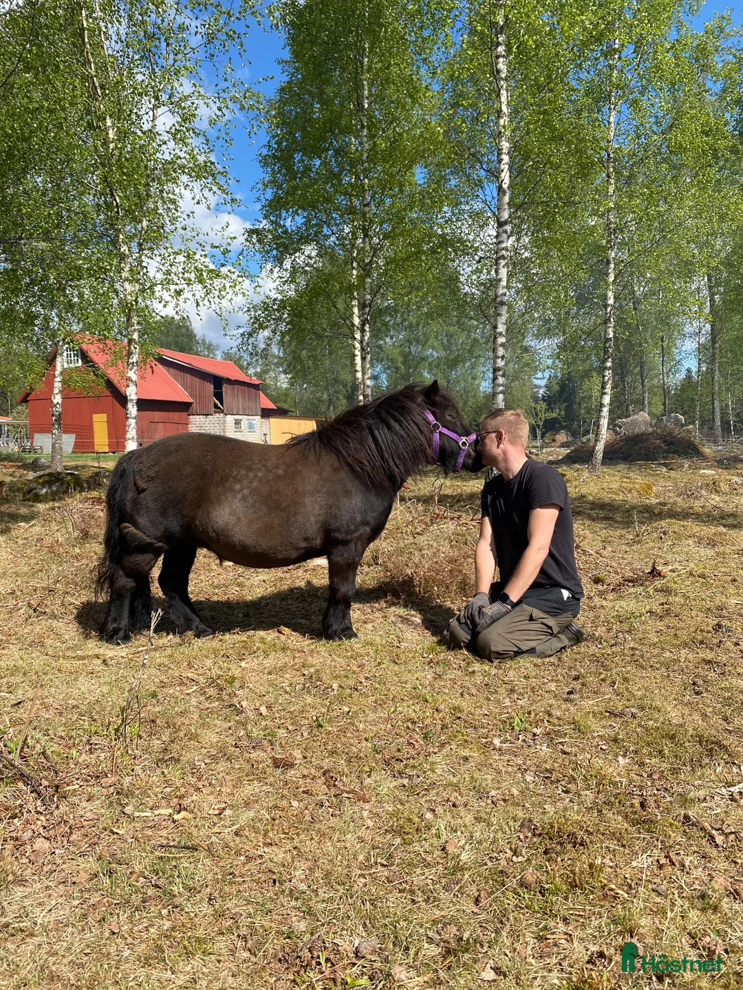 Allround hästar till salu: Snäll barnponny - Annons 4