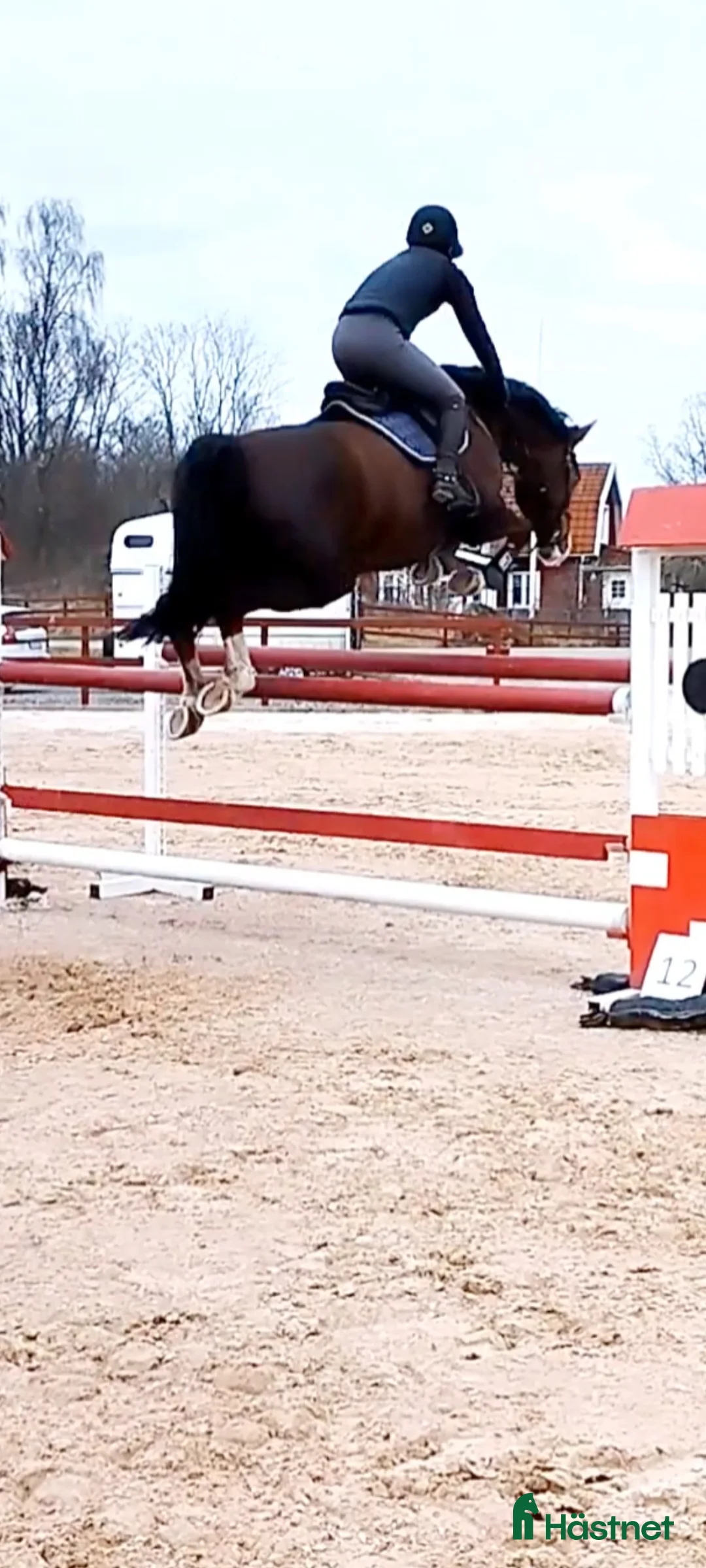  hästservice finnes: Horse Holistic - Hästutbildning - Annons 5