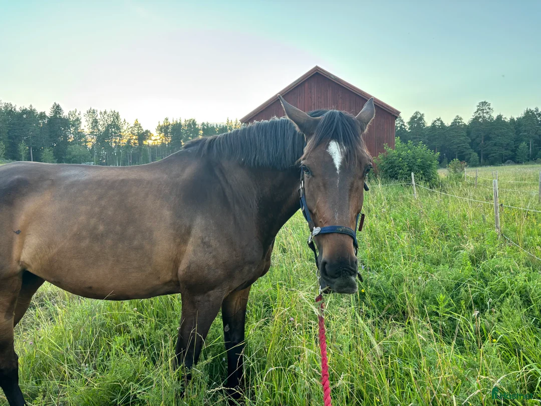 Allround hästar till salu: SWB sto  - Annons 1