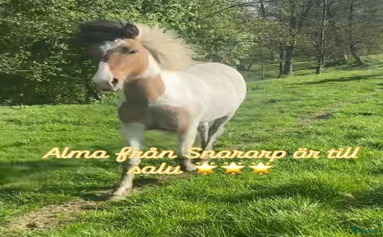  hästar i Tun - Annons 6