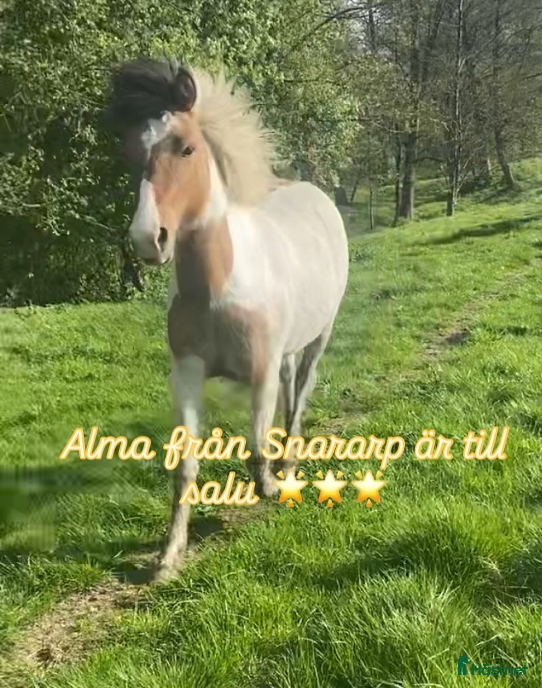 Island hästar till salu: 🌟 Flott ungsto med toppstam 🌟 i Tun - Annons 1