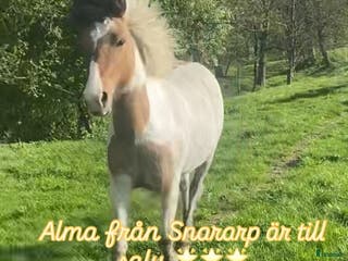 hästar 🌟 Flott ungsto med toppstam 🌟 i Tun - Annons 12