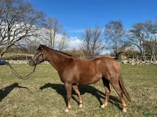 hästar Supertrevlig c-ponny - Annons 8