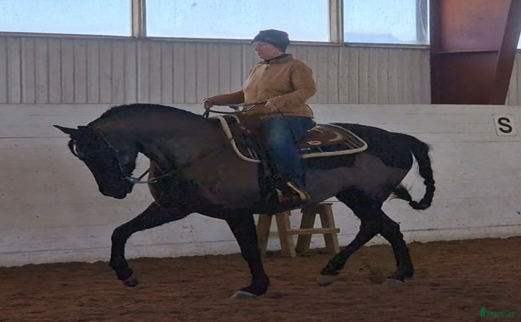  hästar i Norrfjärden - Annons 11