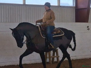 hästar i Norrfjärden - Annons 10