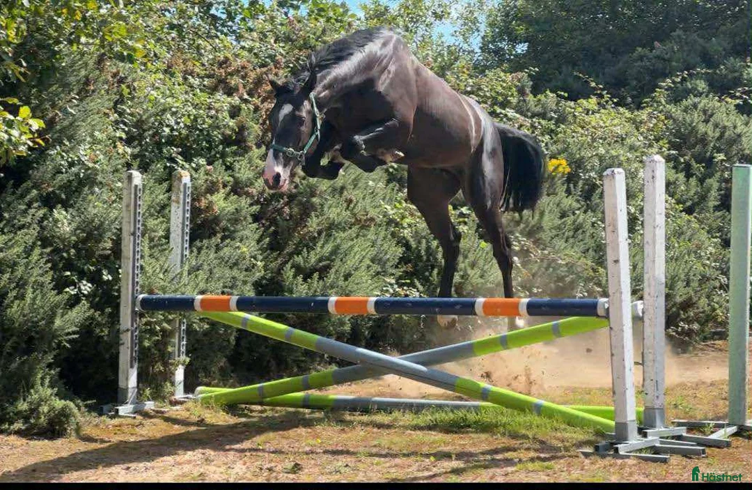 Hoppning hästar till salu: 5 åring e Orestus  - Annons 2