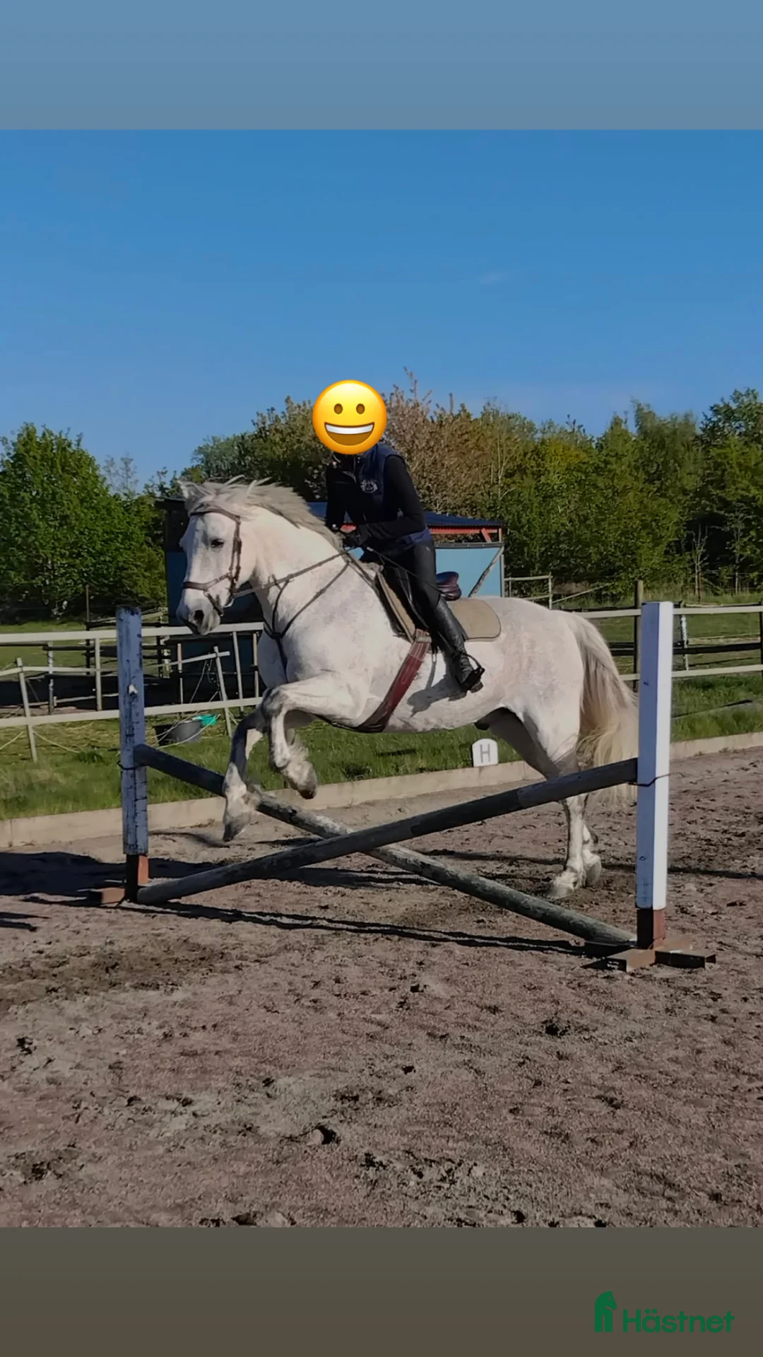 Allround hästar till salu: Toppen läromästare / mor&dotter i Malmö - Annons 2