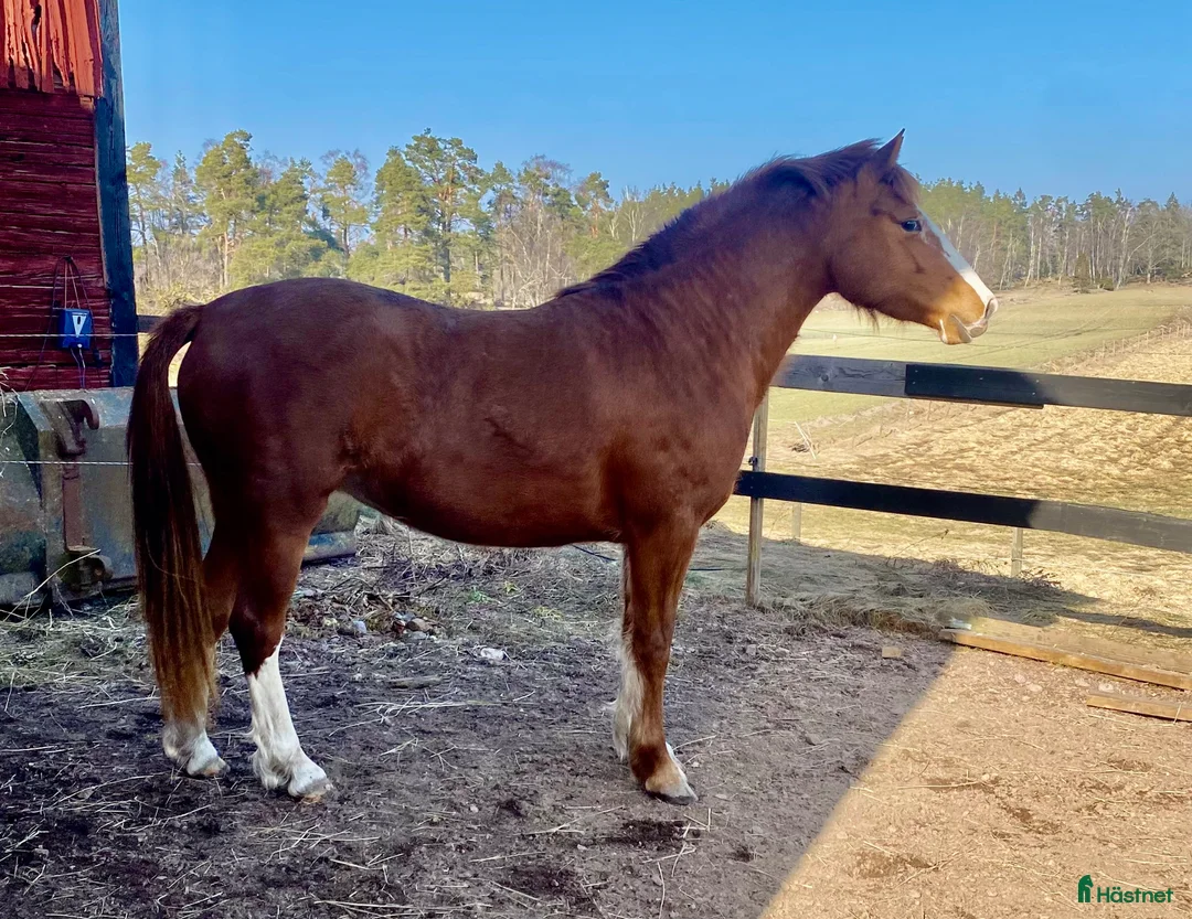 Allround hästar till salu: C-ponny sto welshpartbred-23  - Annons 1