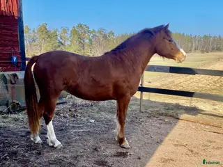 hästar C-ponny sto welshpartbred-23 - Annons 8