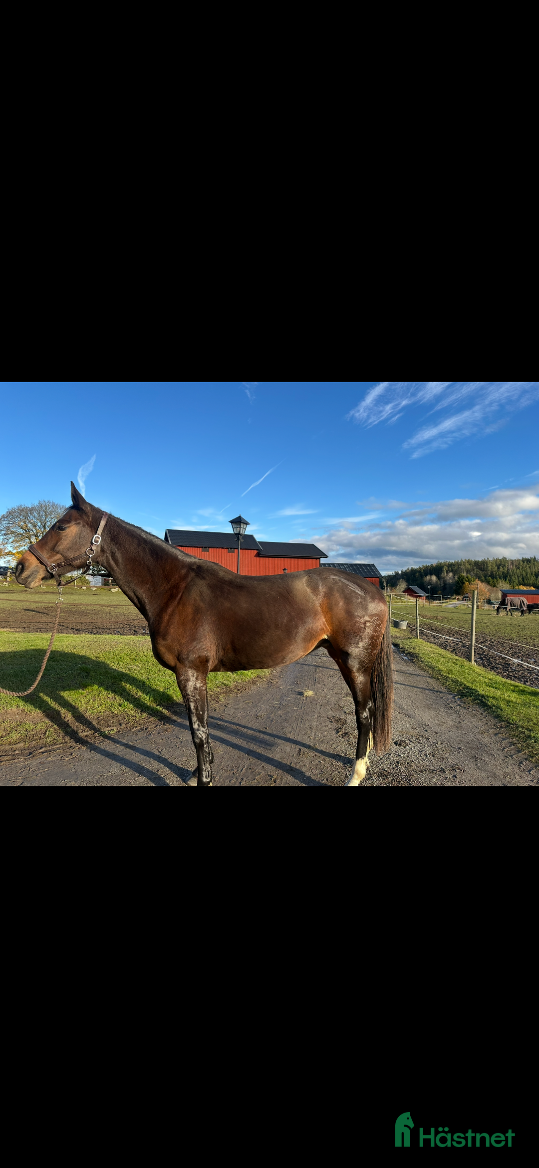 Hoppning hästar till salu: Phoebe W - Annons 2