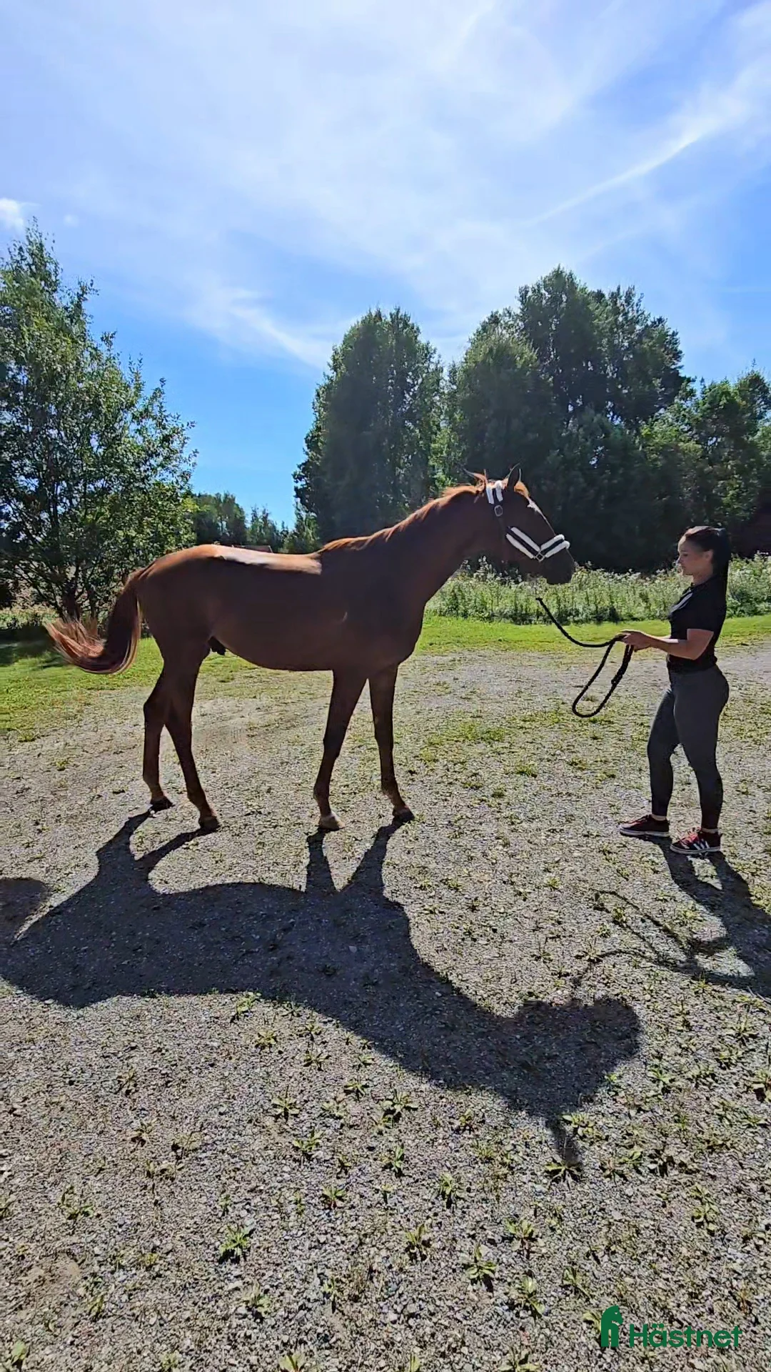 Dressyr hästar till salu: Scopig Fynch hatton avkomma i Fellingsbro - Annons 2