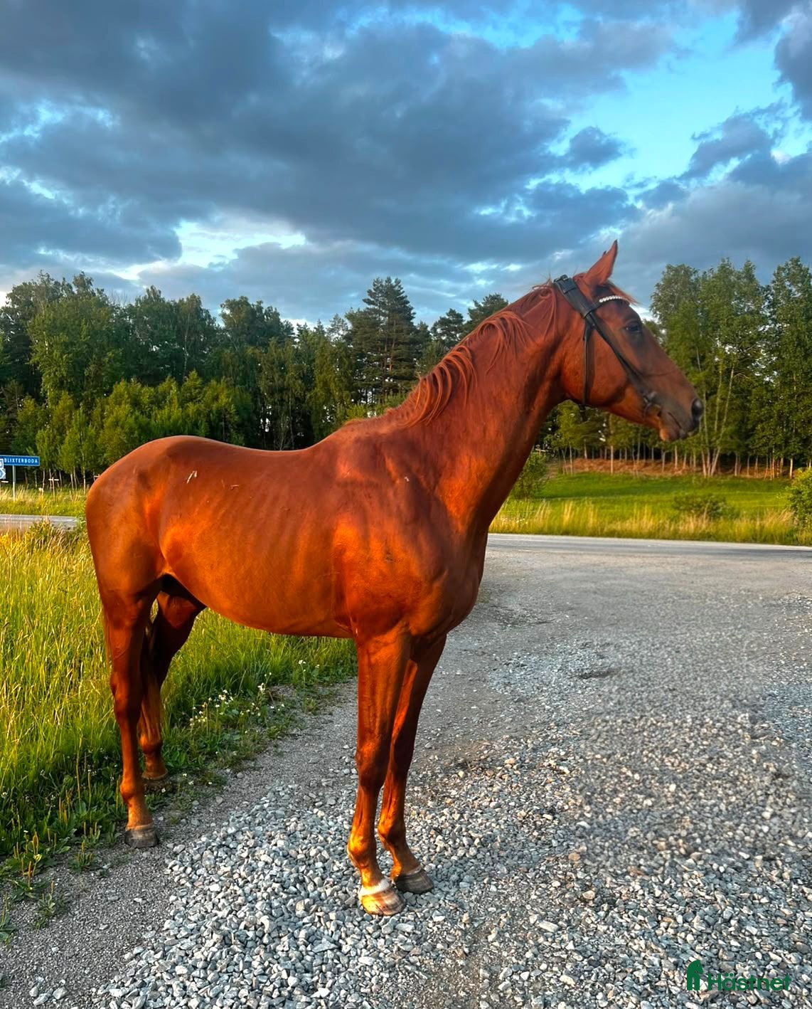  hästar Sportig dressyrkille - Annons 2