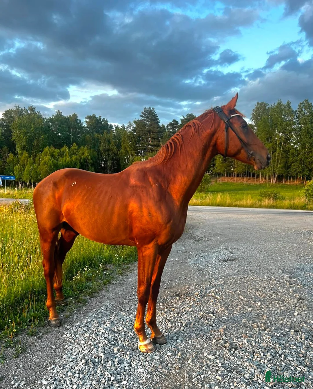 Dressyr hästar till salu: Sportig dressyrkille - Annons 2