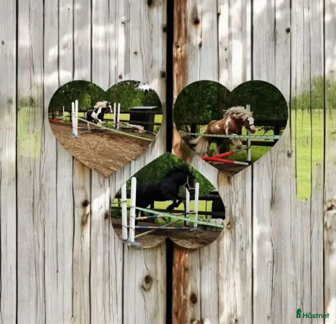 Allround hästar sökes: Söker ny kompanjon i Götene - Annons 2