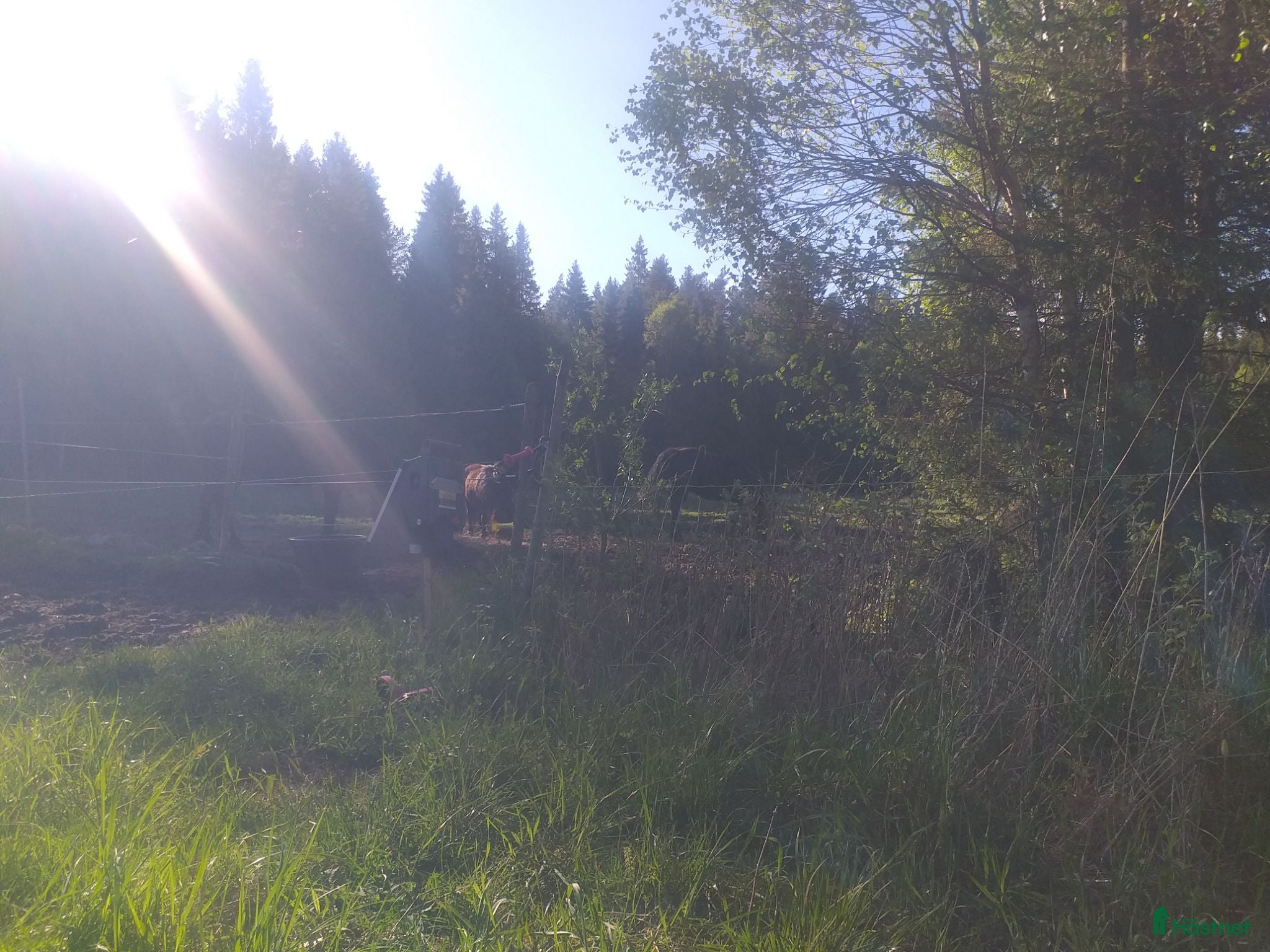  stallplats Lösdrift önskas. Vgda, H-ljunga - Annons 8